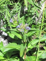 0 Menue_Alpinum_Juliana_h0001