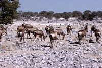 0 Menue Namibia 1