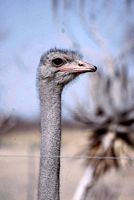 0 Menue Namibia 3