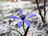 0 Menue Orchideen