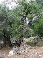 Menue_Pantokrator_0001