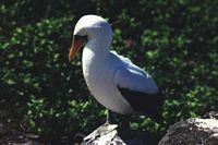 Menue Galapagoa 1