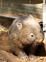 Menue Tiere 15