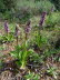 Algaida_0001