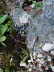 Alpinum_Juliana_h0007