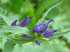 Alpinum_Juliana_q0002