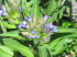 Alpinum_Juliana_q0013