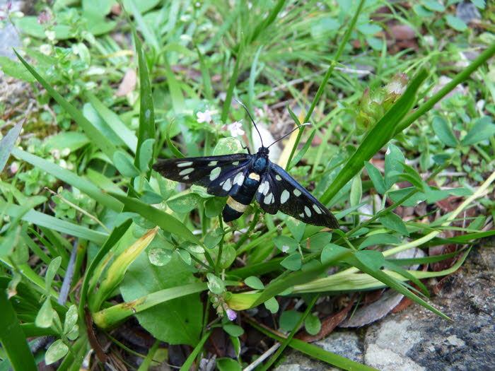 Alpinum_Juliana_q0031