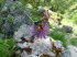 Alpinum_Juliana_q0032