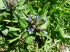 Alpinum_Juliana_q0034