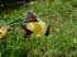 Alpinum_Juliana_q0038