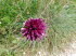Alpinum_Juliana_q0040