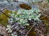 Alpinum_Juliana_q0043