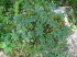 Alpinum_Juliana_q0045