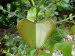 Barati_0023