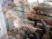 Benitses_Muschelmus_0024