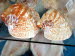 Benitses_Muschelmus_0028