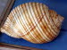 Benitses_Muschelmus_0036
