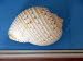 Benitses_Muschelmus_0054