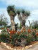 Botanicactus_0016