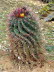 Botanicactus_0060