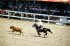 Cheyenne Rodeo 3