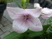 Chur_0035
