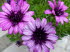 Dettelbach_0015