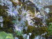 Freiburg_BotGarten_0015
