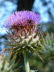 Freiburg_BotGarten_0020