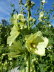 Freiburg_BotGarten_0025