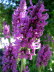 Freiburg_BotGarten_0040
