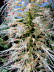 Freiburg_BotGarten_0049
