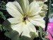 Freiburg_BotGarten_0054