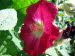 Freiburg_BotGarten_0055