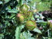 Freiburg_BotGarten_0056