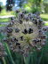 Freiburg_BotGarten_0063