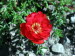 Freiburg_BotGarten_0065