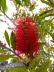 Giannades_0007