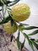 Grasi_0004