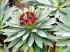 Jardin_Botanico_0022