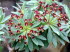 Jardin_Botanico_0024