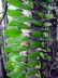 Jardin_Botanico_0037