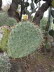 Jardin_Botanico_0103