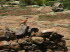 Lesotho 010018