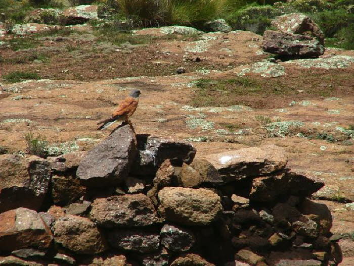 Lesotho 010018