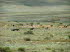 Lesotho 010019