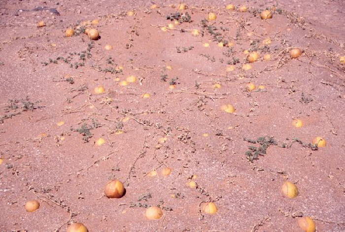 Libyen 1a0016