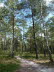 Lneburger Heide 40013