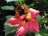 Mainau_q0018